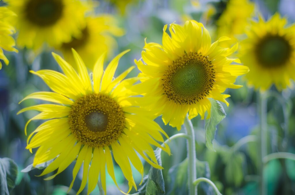 Image with yellow sunflowers.